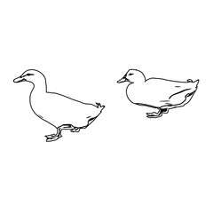Sketch a black and white picture of a duck with a transparent background for learning to color