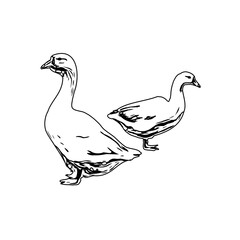 Fototapeta na wymiar Sketch a black and white picture of a duck with a transparent background for learning to color