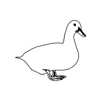 Sketch a black and white picture of a duck with a transparent background for learning to color