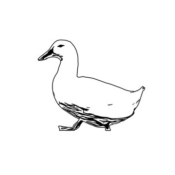 Sketch a black and white picture of a duck with a transparent background for learning to color