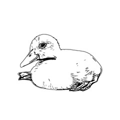 Sketch a black and white picture of a duck with a transparent background for learning to color