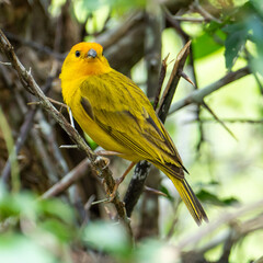 Atlantic Canary, a small Brazilian wild bird.The yellow canary Crithagra flaviventris is a small passerine bird in the finch family. 
