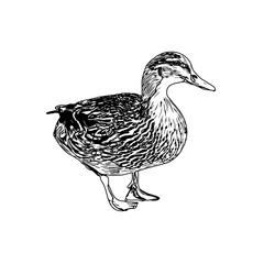 Sketch a black and white picture of a duck with a transparent background for learning to color