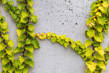 White concrete wall half covered with Parthenocyss tricuspidate Veitchii or Boston ivy, grape ivy,...