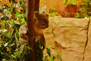 Obraz premium Lachender Koala