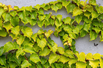 White concrete wall half covered with Parthenocyss tricuspidate Veitchii or Boston ivy, grape ivy,...