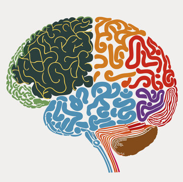A common vector image about a brain of ideas a human brain with various lines, shapes, and patterns representing the complex network of thoughts and ideas that are generated by the brain.