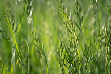 Fresh grass grows in nature. Tiny drops of dew hang on the grass. The sun shines through the grass from behind.