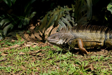 Close up iguana inside grass looking around. Selective focus.