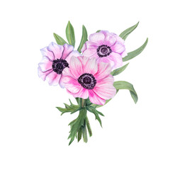 Anemones with eucalyptus isolated on a white background. Watercolor illustration. For Valentine day, wedding invitation, birthday and mother day cards, poster, textile design,  prints, pattern