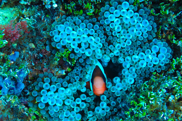 Ocellaris clownfish (Amphiprion ocellaris) on Sea Anemone 2