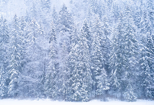 spruce forest covered by snow
