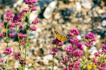 Vanessa cardui butterfly sitting on a pink flower. Known as the painted lady