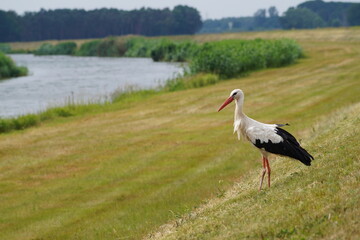 Der Storch von der Schwarzen Elster