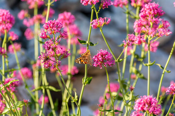 Vanessa cardui butterfly sitting on a pink flower. Known as the painted lady