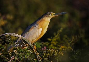 great blue heron ardea cinerea