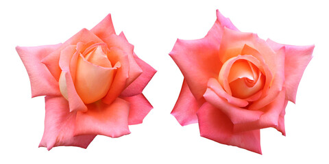 Orange rose flowers isolated on transparent background	 - Powered by Adobe