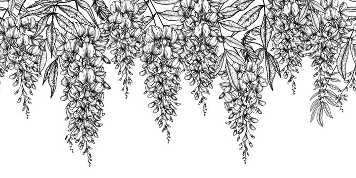 Seamless vector horizontal pattern bush of flowering wisteria in engraving style