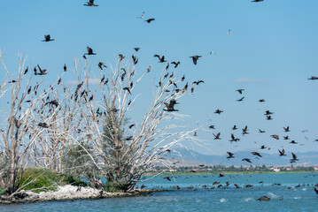 birds in flight