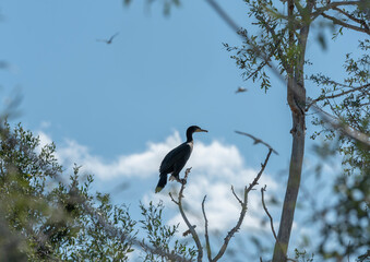 crow on a branch