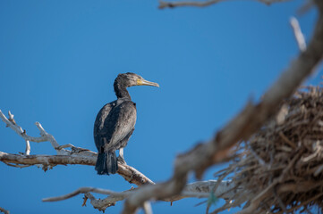 Fototapeta premium crowned heron on a branch