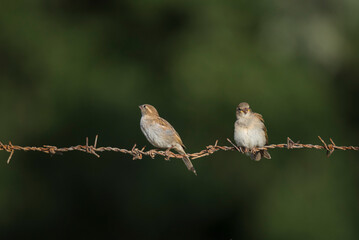sparrow on a branch