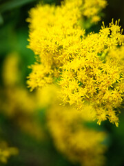 yellow flowers in spring