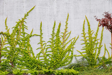 White concrete wall half covered with Parthenocyss tricuspidate Veitchii or Boston ivy, grape ivy,...