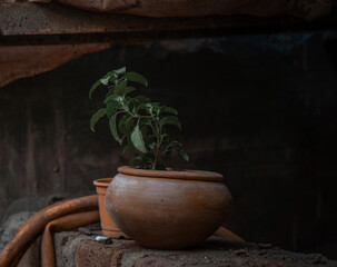 Small tulsi basil plan growing in a brown pot in abandoned rural India