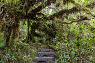 Hiking the Sendero Cascadas Escondidas in the Parque Nacional Pumalín Douglas Tompkins in...