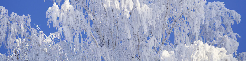 Fototapeta na wymiar Banner 4x1 frost-covered birch branches on a clear frosty sunny day