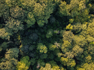 Naklejka premium Aerial photo of a forest with green trees. Useable as background with space for text