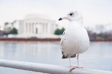 Washington DC in winter- a seagull poses with Jefferson Memorial background