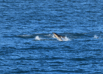 Fototapeta premium Groupe de Dauphins sur la côte en Bretagne