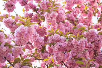 pink sakura flower on blooming spring tree. flowering cherries