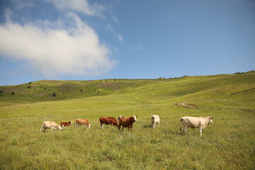 Naklejka na ściany i meble Plateau in northern Turkey. Cows grazing on the plateau.Dumanli Plateau Tokat Almus Turkey