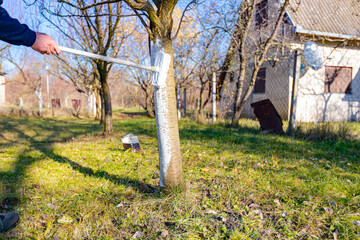 Gardener is liming of trunks, fruit trees in the orchard, disinfecting and protection against sun heat, sunburn and pests