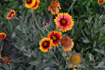 red and yellow flowers