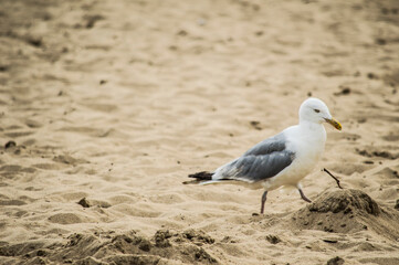 Obraz premium seagull on the beach