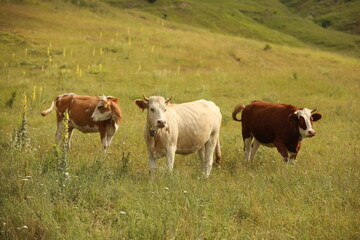 Fototapeta na wymiar Plateau in northern Turkey. Cows grazing on the plateau.Dumanli Plateau Tokat Almus Turkey