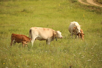 Plateau in northern Turkey. Cows grazing on the plateau.Dumanli Plateau Tokat Almus Turkey