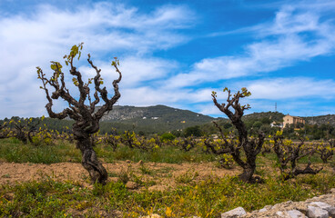 Landscape with vineyards. Sant Pere de Ribes, Garraf, province Barcelona, Catalonia