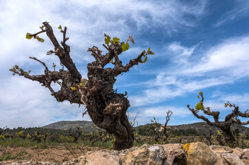 Old grape vine steam. Landscape with vineyards. Sant Pere de Ribes, Garraf, province Barcelona, Catalonia