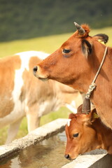Plateau in northern Turkey. Cows grazing on the plateau.Dumanli Plateau Tokat Almus Turkey