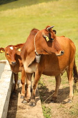 Plateau in northern Turkey. Cows grazing on the plateau.Dumanli Plateau Tokat Almus Turkey