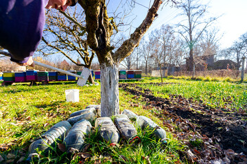 Gardener is liming of trunks, fruit trees in the orchard, disinfecting and protection against sun heat, sunburn and pests