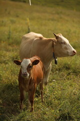 Obraz na płótnie Canvas Plateau in northern Turkey. Cows grazing on the plateau.Dumanli Plateau Tokat Almus Turkey