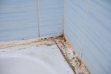 Dirt and fungus in the bathroom. Toxic black mold grow in damp places, on walls