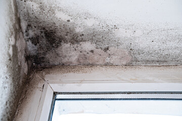 Black mold and fungus on wall near window, from excessive moisture. Humidity damage wall grow mold.