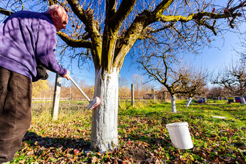 Gardener is liming of trunks, fruit trees in the orchard, disinfecting and protection against sun heat, sunburn and pests